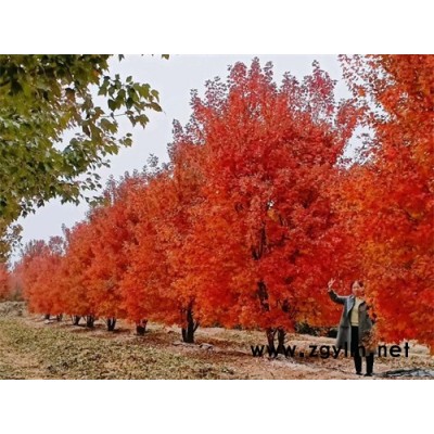 丛生美国红枫抗寒彩叶苗木-丛生美国红枫-金枫绿化