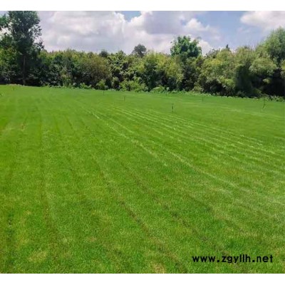 宣威绿化草坪-安宁铭岩草坪基地-绿化草坪采购