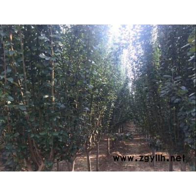 泰景苗木(在线咨询)-山东西府海棠-山东西府海棠出售