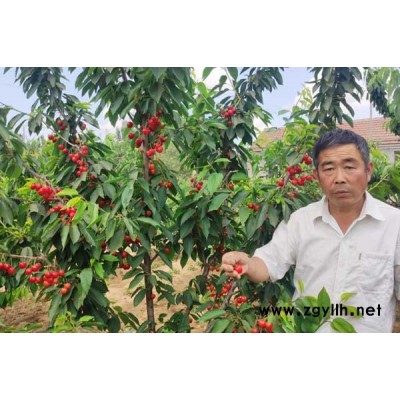 樱桃苗现货批发-樱桃苗-山东鑫农园艺