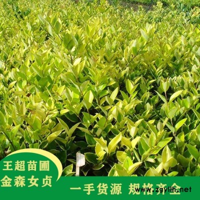 河南60公分金森女贞价格-豫宛大型种植基地