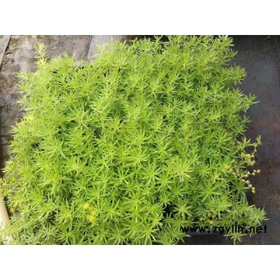金叶佛甲草-金叶佛甲草产地-韵可园林(诚信商家)
