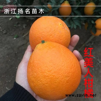 太秋甜柿苗批发价格-太秋甜柿苗-扬名苗木品种丰富