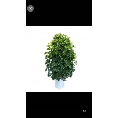 花卉绿植出租-武汉绿植出租-美静园艺绿植租摆设计(查看)