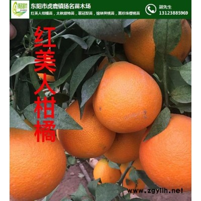 太秋甜柿苗多少钱一颗-四川太秋甜柿苗-扬名苗木源头好苗