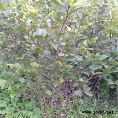 达州油茶树苗-白土镇高产油茶苗圃1-高产油茶树苗