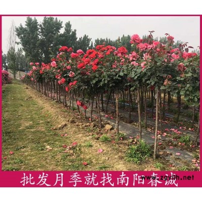 大花树状月季树多少钱一棵-南阳春诚月季基地直销