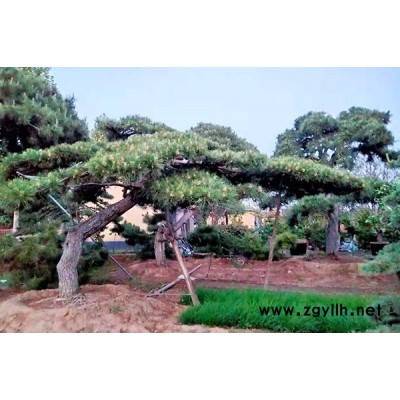 造型松基地-徐州造型松-盈泰园林(在线咨询)