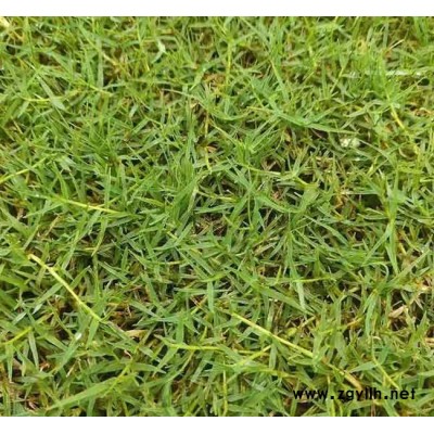 马尼拉草坪-安宁铭岩草坪基地-马尼拉草坪多少钱一平方