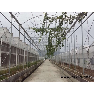 鱼菜共生架哪家好-福州龙泰大棚搭建-福州鱼菜共生架