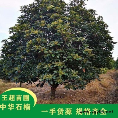 河南8公分椤木石楠-豫宛苗木真正苗圃供货