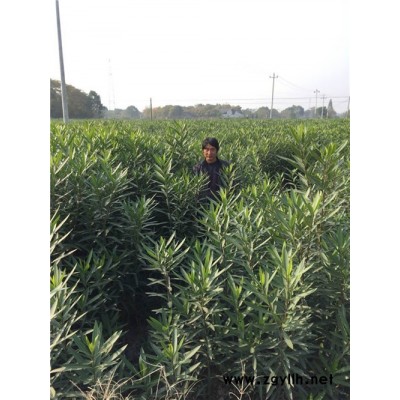 欧洲夹竹桃-夹竹桃-绿林苗木基地直销(查看)