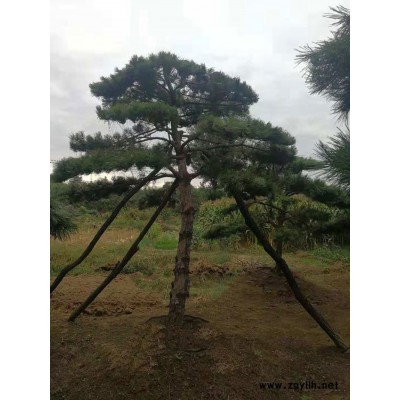 2米油松-莱芜戎新造型松-2米油松多少钱一棵