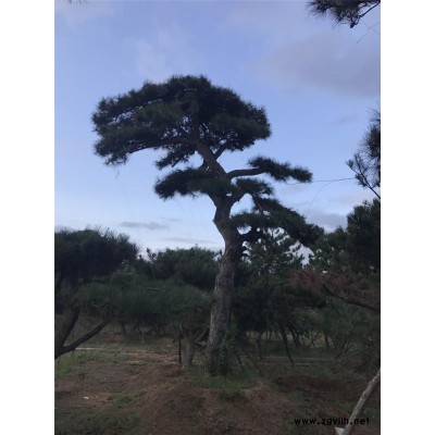 造型松价格-造型松价格多少钱一棵-戎新景松(推荐商家)