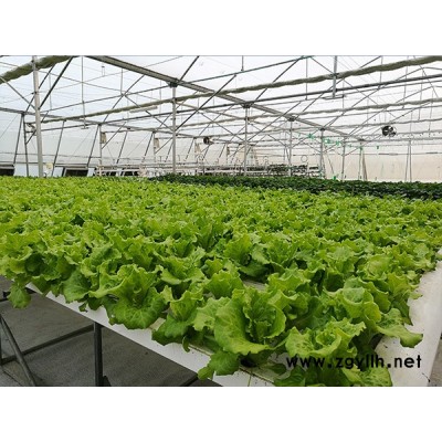 福州大棚-福州龙泰蔬菜大棚搭建-温室大棚骨架