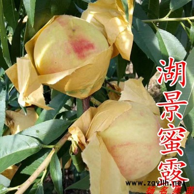 锦花黄桃苗批发-扬名苗木(在线咨询)-贵州锦花黄桃苗