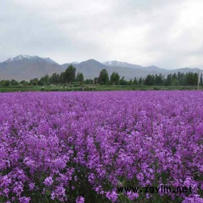 芳青花卉苗(在线咨询)-蓝香芥-蓝香芥种子报价
