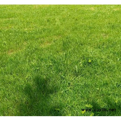 楚雄四季青草坪-安宁铭岩草坪价格-四季青草坪价格表