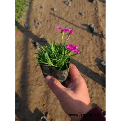 欧石竹-芳青花卉苗(图)-欧石竹价格