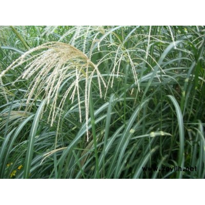芳青花卉苗(图)-荻草单价-荻草