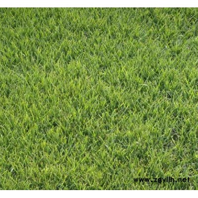 马尼拉-安宁铭岩草坪基地-马尼拉批发基地