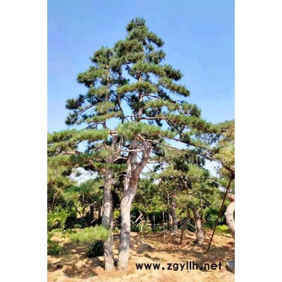盈泰园林-南通15公分造型油松-15公分造型油松规格