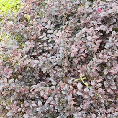 红花继木造型树批发 精品红花继木造型树基地*** 豫宛