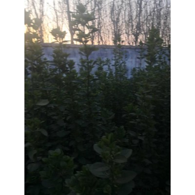 北海道黄杨-芳青花卉苗-1.8米北海道黄杨