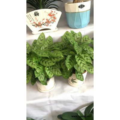 写字楼植物出租-武汉植物出租-美静园艺花卉出租设计(查看)