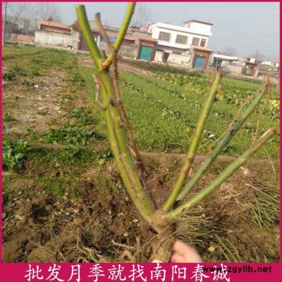 藤本月季扦插苗批发-藤本月季扦插苗-春诚月季3到10公分