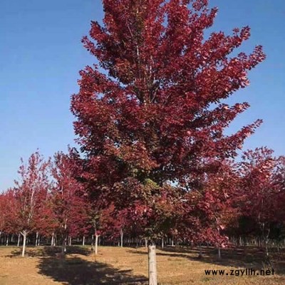 美国红枫秋火焰价格-丰辉苗木(在线咨询)-海南美国红枫
