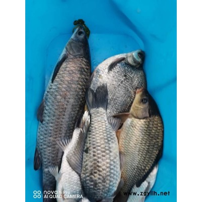 钓鱼王渔具厂家-钓鱼王巨草