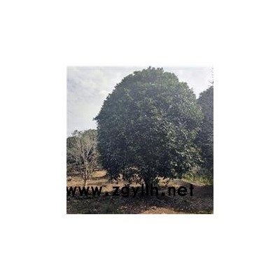 佳邦(图)-高杆桂花批发-厦门高杆桂花