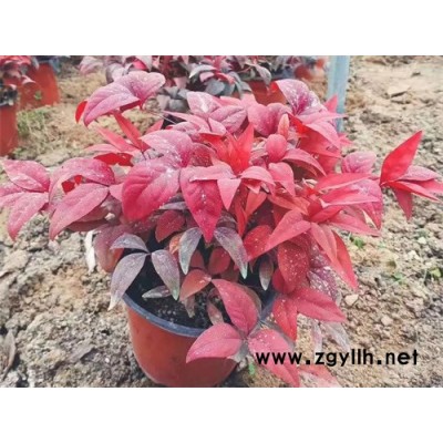 火焰南天竹大量现货-火焰南天竹-金枫绿化