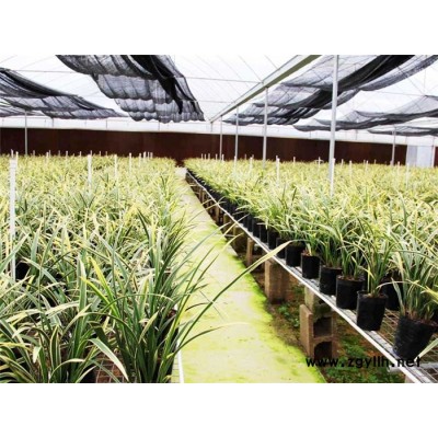 承建薄膜温室价格-承建薄膜温室-温室美观档次高(查看)