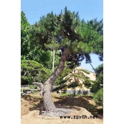 无锡小型景观松-小型景观松基地-盈泰园林(推荐商家)