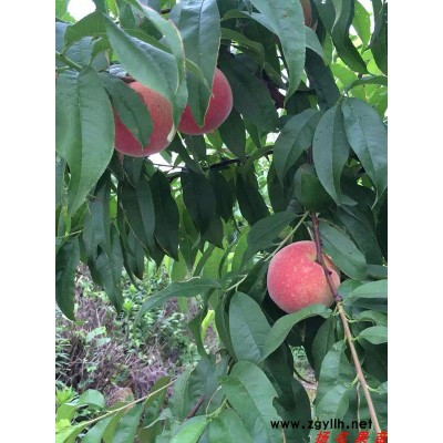 锦绣黄桃苗-扬名苗木源头好苗-锦花黄桃苗价格