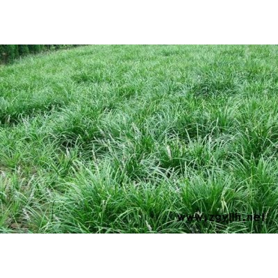 大叶麦冬草厂家-圣茂麦冬草-湖北麦冬草