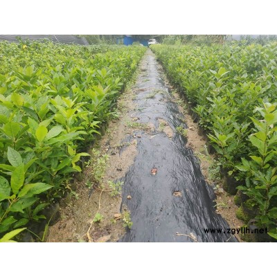 盈泰北美冬青-北美冬青杯苗价格多少一棵-临沧北美冬青杯苗