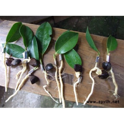 三年生油茶苗-油茶苗-白土镇高产油茶苗圃1