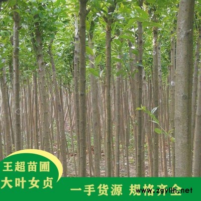 豫宛供应各类苗木-潢川2公分大叶女贞基地