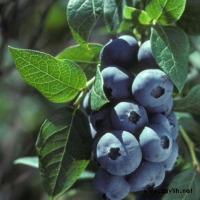 百色农业 成都新品种蓝莓 成都新品种蓝莓基地