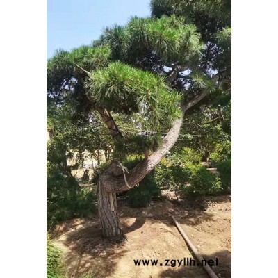 造型松景观-盈泰园林北美冬青-造型松景观哪里有卖的