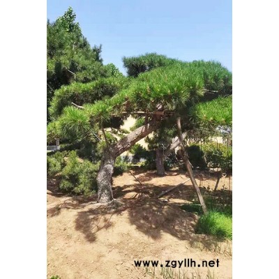 盈泰北美冬青树(图)-泰山造型松基地-江苏泰山造型松