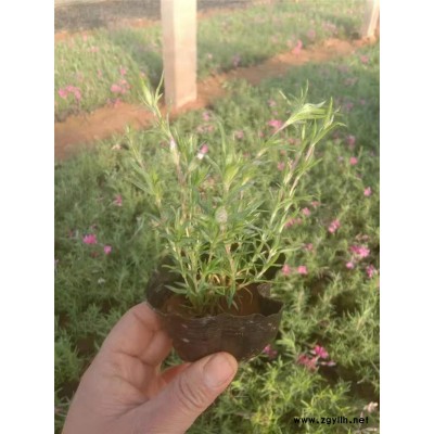 芝樱价格-芝樱-芳青花卉苗
