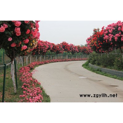 漯河树形月季花-20公分树形月季花-月季基地(推荐商家)