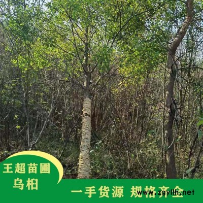 10公分乌桕树价 豫宛 丛生乌桕树苗