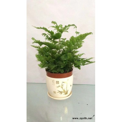 武汉绿植出租-美静园艺花卉出租设计(图)