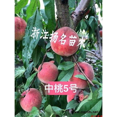 锦花黄桃苗多少钱-扬名苗木-浙江锦绣黄桃苗