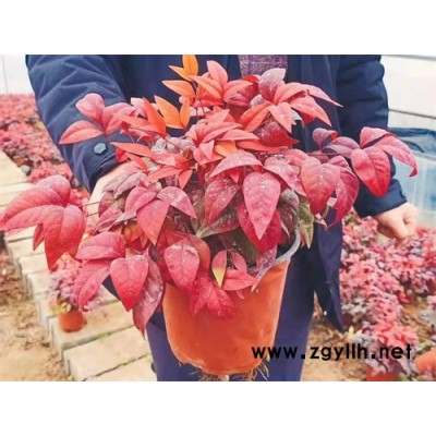 火焰南天竹25公分价格-火焰南天竹-金枫绿化(查看)